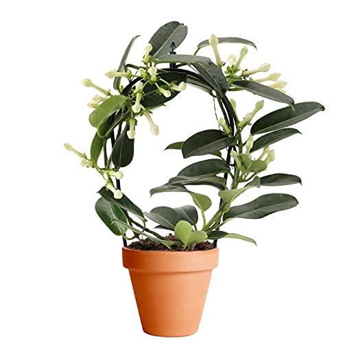 Jazmín de Madagascar con Maceta de Cerámica Stephanotis Floribunda Planta de Interior con Flor Ideal para Regalar