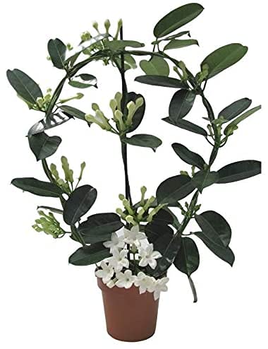 Jazmín de Madagascar Stephanotis Floribunda Planta Natural