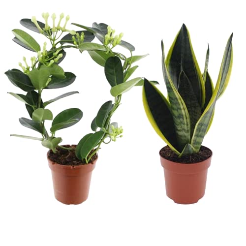 Jazmín de Madagascar y Sansevieria Plantas Naturales de Interior
