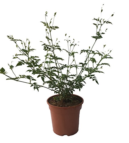 Jazmín - Jazmín Común - Jazmín Officinale - Maceta 18cm. - Altura total aprox. 50cm. - Planta viva - (Envíos sólo a Península)