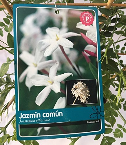 Jazmín - Jazmín Común - Jazmín Officinale - Maceta 18cm. - Altura total aprox. 50cm. - Planta viva - (Envíos sólo a Península)