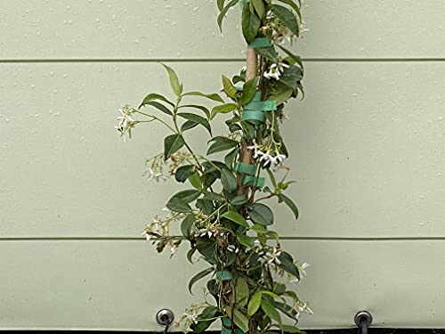 Jazmín toscano (170 cm), color blanco