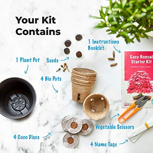 Kit Haga crecer su propio Bonsái - Cultiva fácilmente 4 tipos de árboles Bonsái con nuestro kit de semillas de Bonsái completamente para principiantes - Kit de semilla, Idea única de regalo