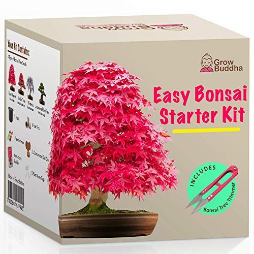 Kit Haga crecer su propio Bonsái - Cultiva fácilmente 4 tipos de árboles Bonsái con nuestro kit de semillas de Bonsái completamente para principiantes - Kit de semilla, Idea única de regalo