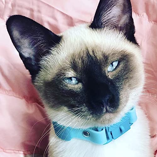 Kittyrama Collar para Gato y Gatitos. Ganador del Premio 'Cat Friendly'. Suave, Comodo, Hipoalergenico, Hebilla de Liberacion. Visto en Vogue. Gatito Aqua. Otros Estilos Disponibles