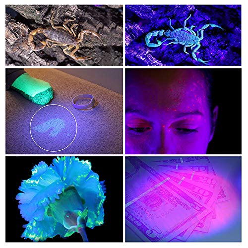 LEDGLE Linterna uv Linterna con Forma de Antorcha que Detecta Billetes, Manchas y Orina de Mascota, Lleva Lanyard para Sujetarla 100 LEDs