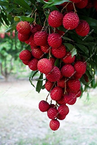 Litchi Subtropicales fruta fresca de temporada 10 semillas de bricolaje de jardín Bonsai Caramelo de la fruta lichi Raras