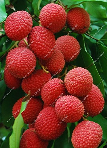 Litchi Subtropicales fruta fresca de temporada 10 semillas de bricolaje de jardín Bonsai Caramelo de la fruta lichi Raras