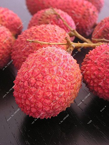 Litchi Subtropicales fruta fresca de temporada 10 semillas de bricolaje de jardín Bonsai Caramelo de la fruta lichi Raras