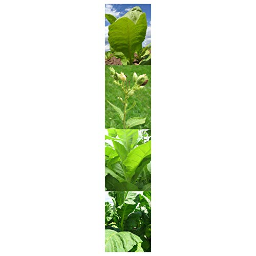 Magic Garden Seeds Tabaco de Pipa - Kit Regalo de Semillas con 3 variedades de Nicotiana para Mezclas clásicas