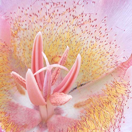 Mariposa Lily