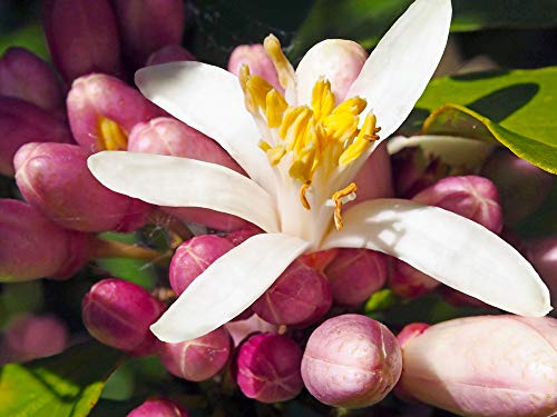 Meine Orangerie Abono para cítricos para todas las plantas cítricas – [1 kg] – Abono premium para plantas – Abono líquido para cítricos para sus plantas – Fertilizante cítrico para limón