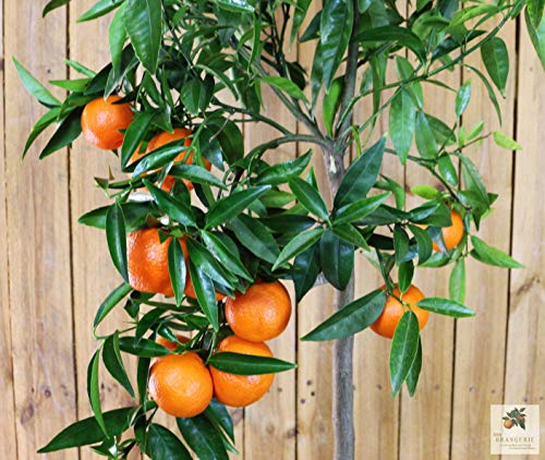 Meine Orangerie Abono para cítricos para todas las plantas cítricas – [1 kg] – Abono premium para plantas – Abono líquido para cítricos para sus plantas – Fertilizante cítrico para limón