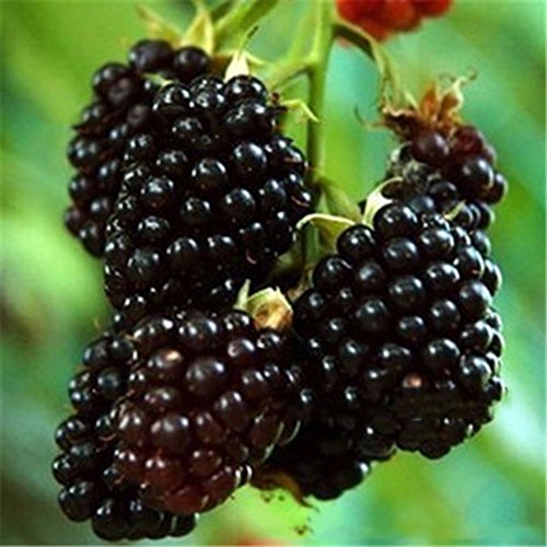 Nueva Negro Rojo Amarillo Frambuesas Semillas de frutas Berry Bush Rubus Jardín 20pcs