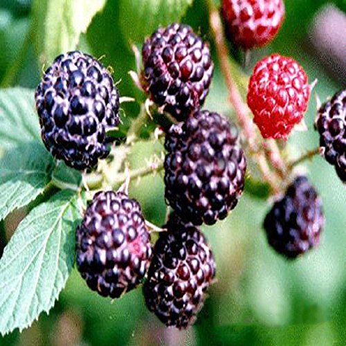 Nueva Negro Rojo Amarillo Frambuesas Semillas de frutas Berry Bush Rubus Jardín 20pcs