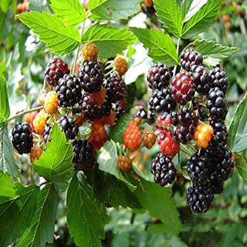 Nueva Negro Rojo Amarillo Frambuesas Semillas de frutas Berry Bush Rubus Jardín 20pcs