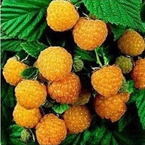 Nueva Negro Rojo Amarillo Frambuesas Semillas de frutas Berry Bush Rubus Jardín 20pcs