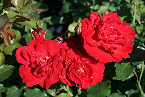 OH2 - 1.2 - Rosas de poliantha de flores pequeñas, 6 unidades.