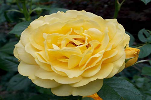 OH2 - 1.2 - Rosas de poliantha de flores pequeñas, 6 unidades.