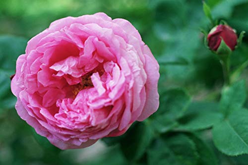 OH2 - 1.2 - Rosas de poliantha de flores pequeñas, 6 unidades.