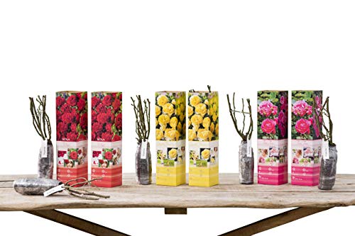 OH2 - 1.2 - Rosas de poliantha de flores pequeñas, 6 unidades.
