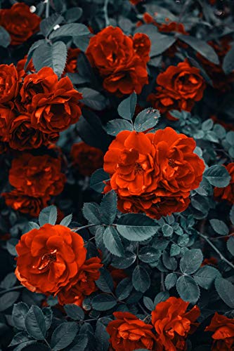 OH2 - 1.2 - Rosas de poliantha de flores pequeñas, 6 unidades.