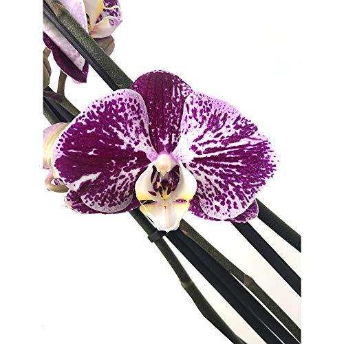 ORQUÍDEA NATURAL PHALAENOPSIS MORADA Y BLANCA BLACK STRIPES 75CM 3-4 TALLOS M12 ENVÍOS EN 24 HORAS