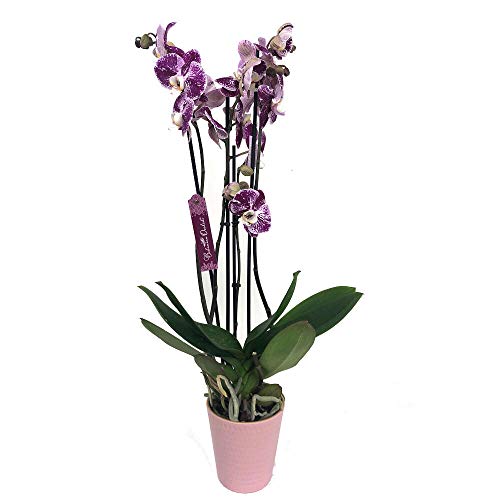 ORQUÍDEA NATURAL PHALAENOPSIS MORADA Y BLANCA BLACK STRIPES 75CM 3-4 TALLOS M12 ENVÍOS EN 24 HORAS