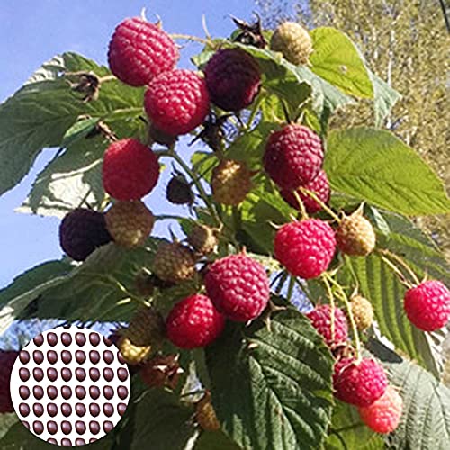 P12cheng Semillas de frambuesa 100 unidades por bolsa de semillas de frambuesa prolífica viable bien adaptada para jardín comestible para patio - semillas de frambuesa amarilla