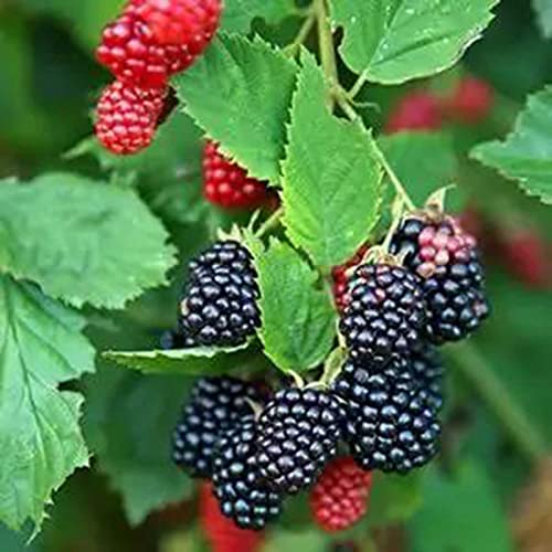 P12cheng Semillas de frambuesa 100 unidades por bolsa de semillas de frambuesa prolífica viable bien adaptada para jardín comestible para patio - semillas de frambuesa amarilla