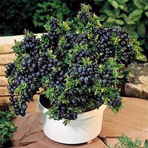 P12cheng Semillas de frambuesa 100 unidades por bolsa de semillas de frambuesa prolífica viable bien adaptada para jardín comestible para patio - semillas de frambuesa amarilla