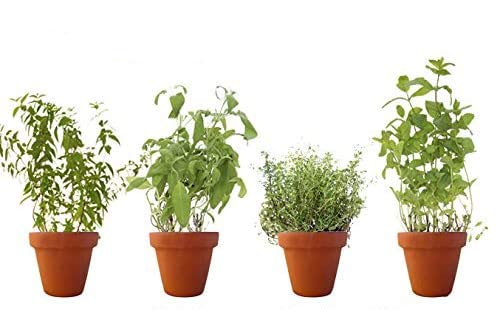 PACK 4 AROMÁTICAS 1: 1 HIERBA LUISA, 1 SALVIA, 1 TOMILLO Y 1 HIERBABUENA. ¡¡¡ PLANTAS AROMÁTICAS NATURALES ¡¡¡ altura: 30 cm cada una aproximado, contenedor 12-14 cm. ENVIOS SOLO PENINSULA