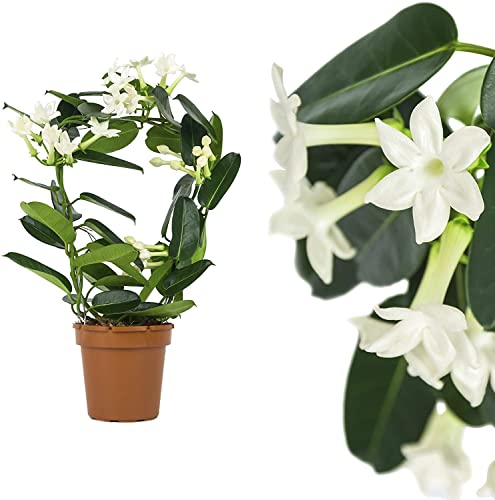 Planta de Interior con Flores Blancas Jazmín de Madagascar