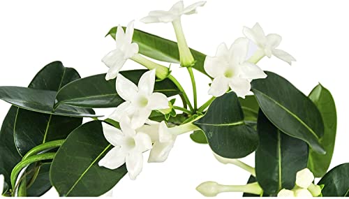 Planta de Interior con Flores Blancas Jazmín de Madagascar