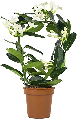 Planta de Interior con Flores Blancas Jazmín de Madagascar