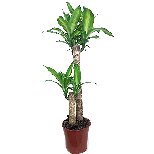 Planta de interior Tronco de Brasil 2 troncos Natural 90cm para interior de hogar bicolor Dracena Masageana