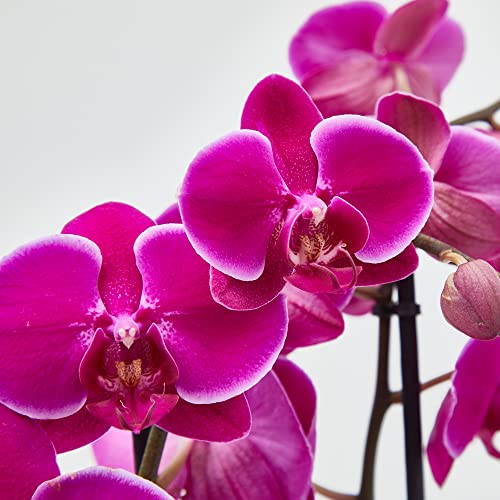 Planta Orquidea phalaenopsis natural 2 tallos maceta Ø12cm - Verdecora… (Morada)