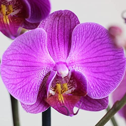Planta Orquidea phalaenopsis natural 2 tallos maceta Ø12cm - Verdecora… (Morada)