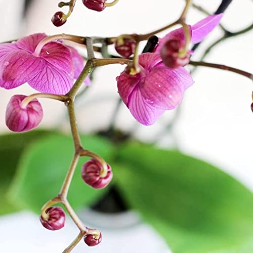 Planta Orquidea phalaenopsis natural 2 tallos maceta Ø12cm - Verdecora… (Morada)