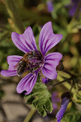 Polen de abeja natural 200g de nuestras propias colmenas. Origen España 100%. Recolectado y envasado por nuestra familia, con 40 años de experiencia cuidando abejas de forma sostenible.