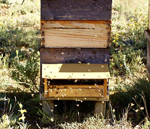 Polen de abeja natural 200g de nuestras propias colmenas. Origen España 100%. Recolectado y envasado por nuestra familia, con 40 años de experiencia cuidando abejas de forma sostenible.