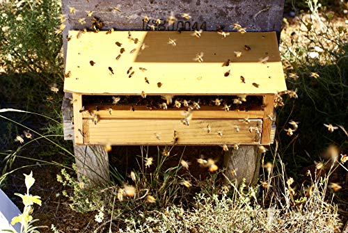 Polen de abeja natural 200g de nuestras propias colmenas. Origen España 100%. Recolectado y envasado por nuestra familia, con 40 años de experiencia cuidando abejas de forma sostenible.