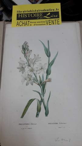Polianthes tuberosa Polianthe tubéreuse Planche n° 6 extraite de La Botanique de Jean Jacques Rousseau 1825