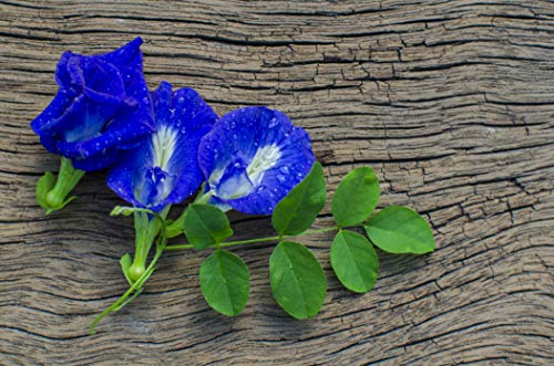 Polvo De Flor De Guisante De Mariposa - colorante azul natural para alimentos - Bluechai 100% natural - guisante de mariposa en polvo puro. Perfecto para bebidas, pasteles y delicias culinarias