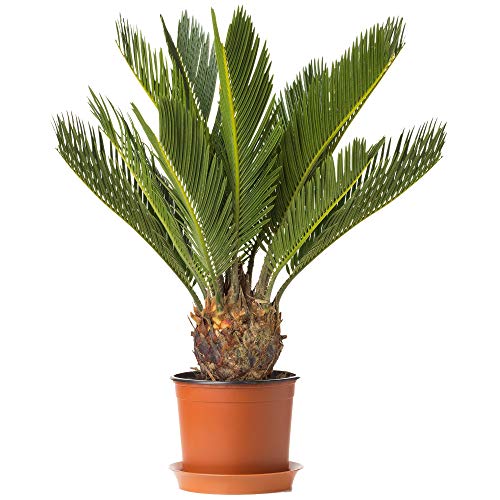 Premium Cica Revoluta | Mejores Plantas de Interior | Planta Cica en Maceta para Regalo 30-40cm Incl. Maceta