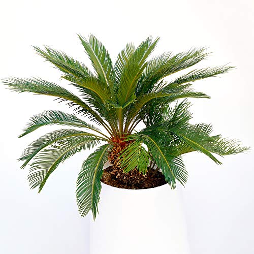 Premium Cica Revoluta | Mejores Plantas de Interior | Planta Cica en Maceta para Regalo 30-40cm Incl. Maceta