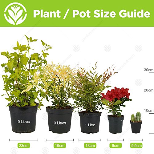 Premium Cica Revoluta | Mejores Plantas de Interior | Planta Cica en Maceta para Regalo 30-40cm Incl. Maceta
