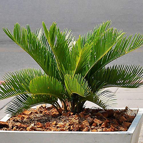 Premium Cica Revoluta | Mejores Plantas de Interior | Planta Cica en Maceta para Regalo 30-40cm Incl. Maceta