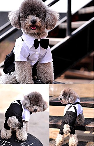 QiCheng & LYS Esmoquin Perro, Ropa de Chihuahua Verano Camisa de Esmoquin Formal con Traje de Corbata Negra (L)