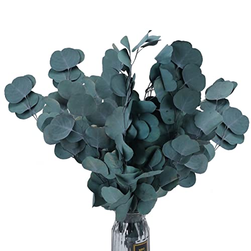 RADCANE Flores Secas Naturales Ramas Eucalipto Preservado Ramas Secas Decorativas Hojas Secas Planta Natural Ramo de Flores para Jarrones Interiro Hogar Bodas Fotografía DIY Flores Secas Decoracion